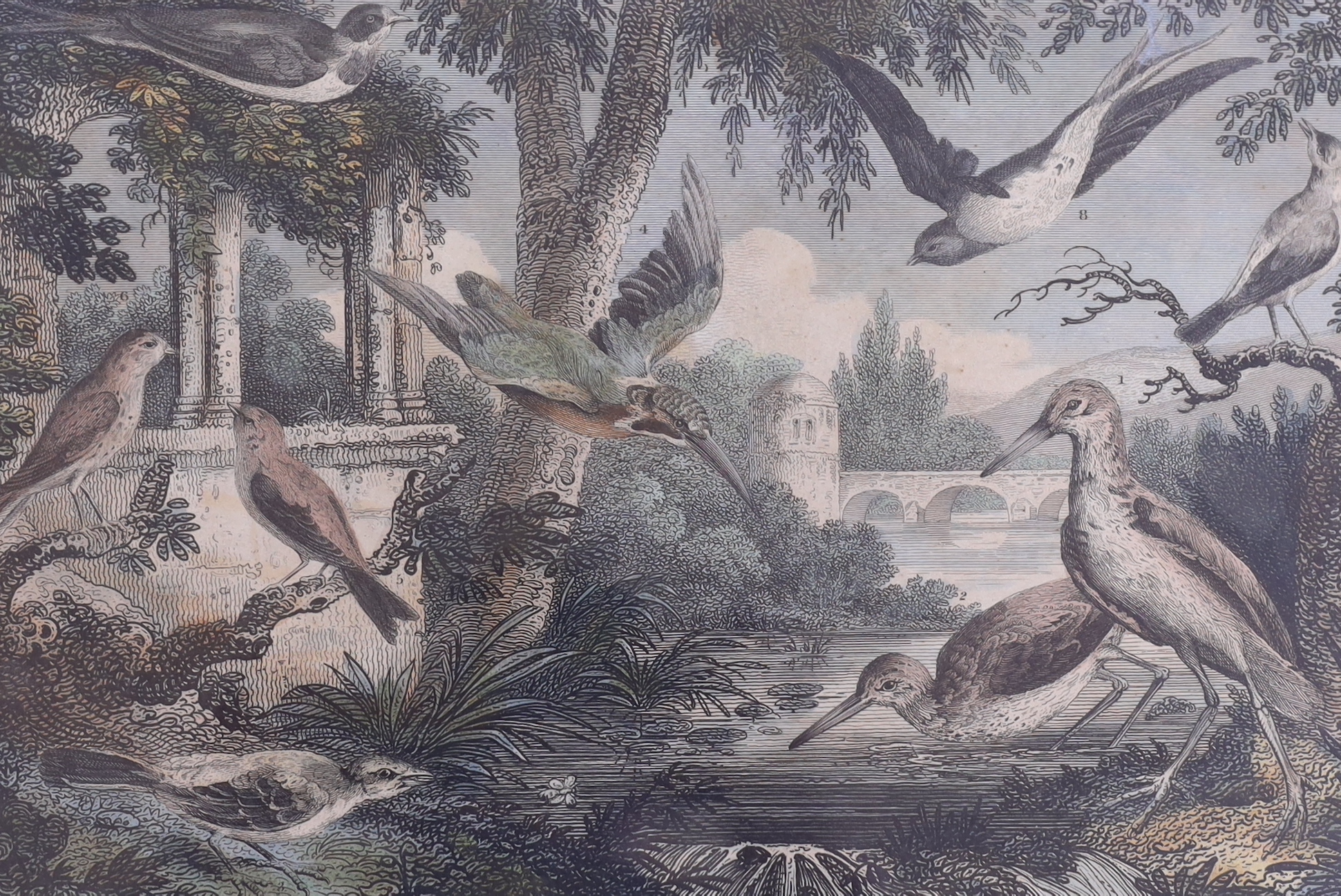 Victorian School, three hand coloured engravings, Studies of British Birds, 21 x 31cm